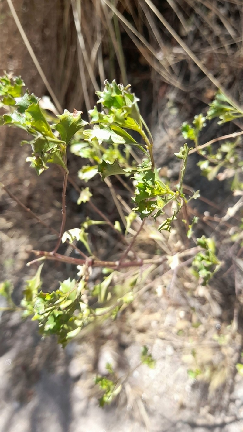 Baccharis flabellata photo 3