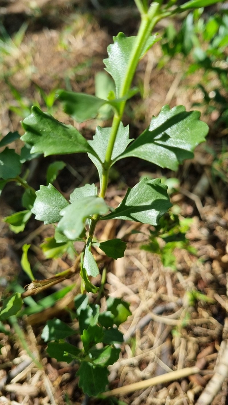 Baccharis flabellata photo 4