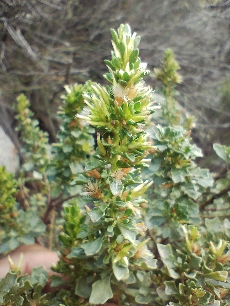 Baccharis flabellata photo 5