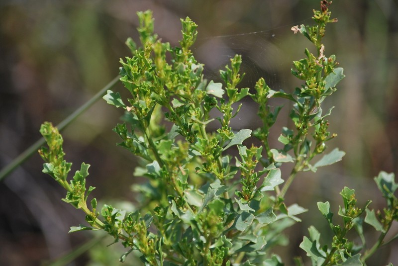 Baccharis flabellata photo 6