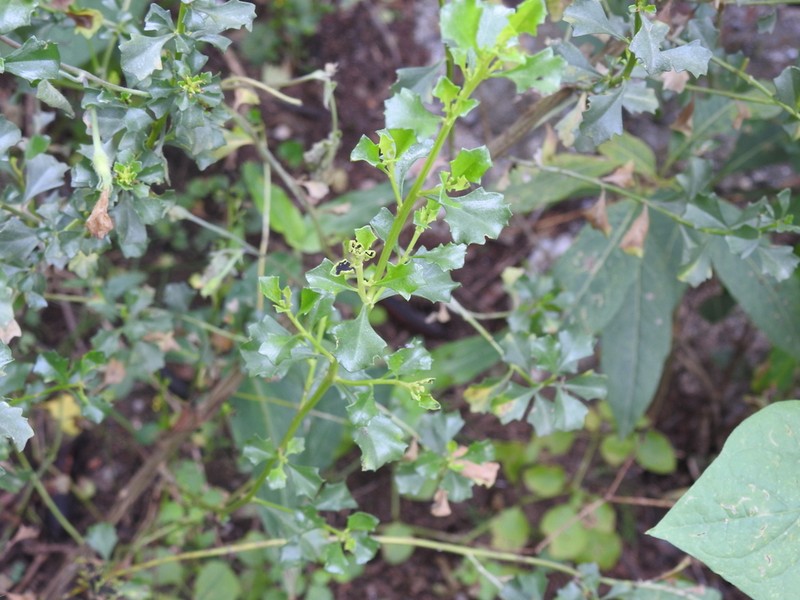 Baccharis flabellata photo 7