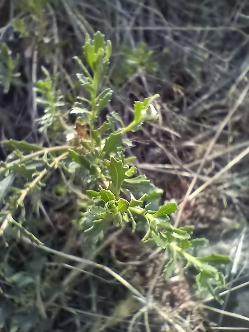 Baccharis flabellata photo 8