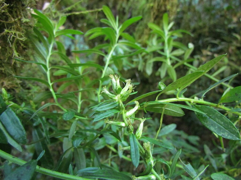 Baccharis flexuosiramosa photo 2