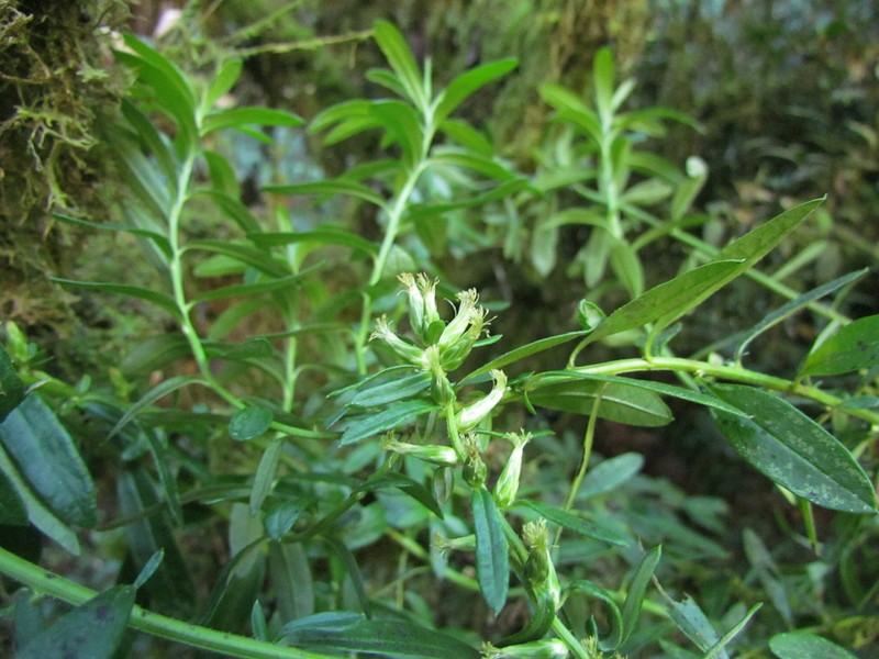 Baccharis flexuosiramosa photo 3
