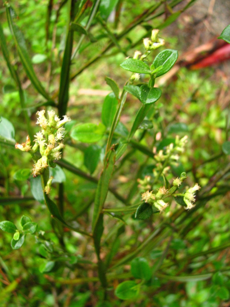 Baccharis flexuosiramosa photo 4