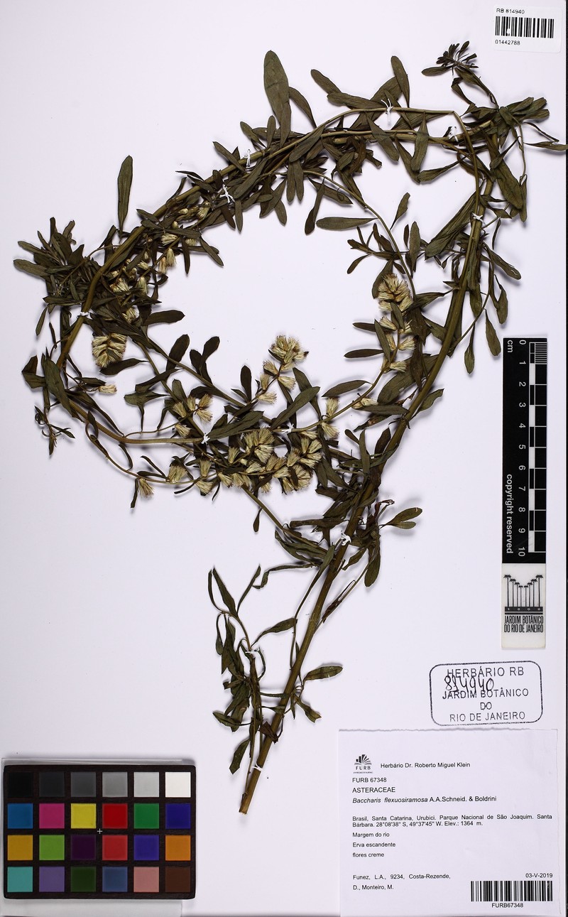 Baccharis flexuosiramosa photo 5
