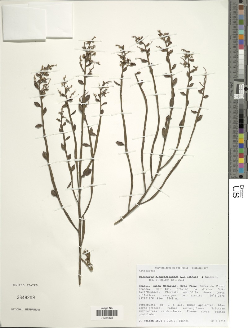 Baccharis flexuosiramosa photo 6