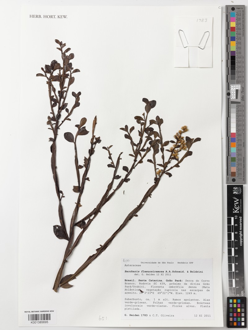Baccharis flexuosiramosa photo 8