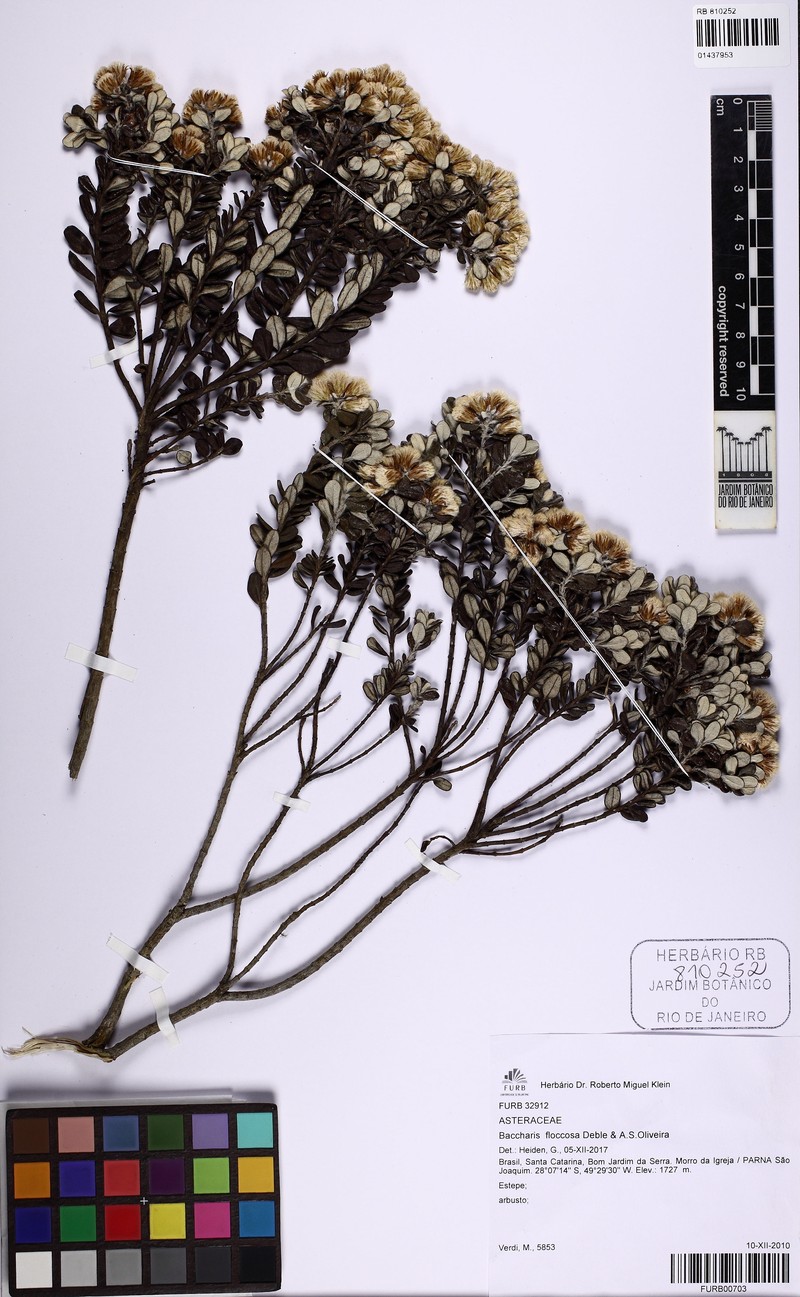 Baccharis floccosa photo 2