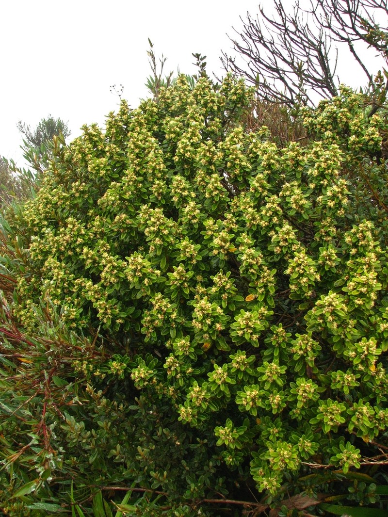 Baccharis floccosa