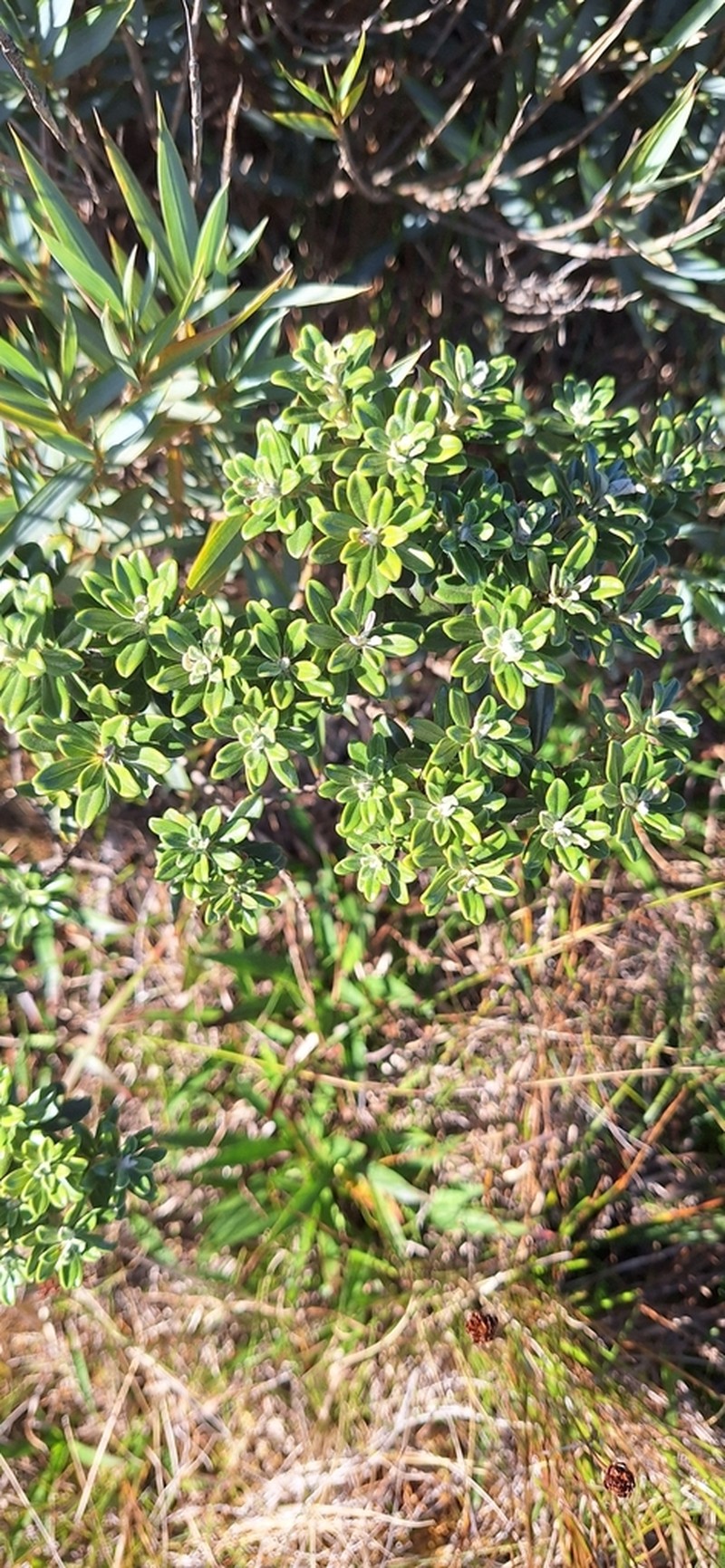 Baccharis floccosa photo 3