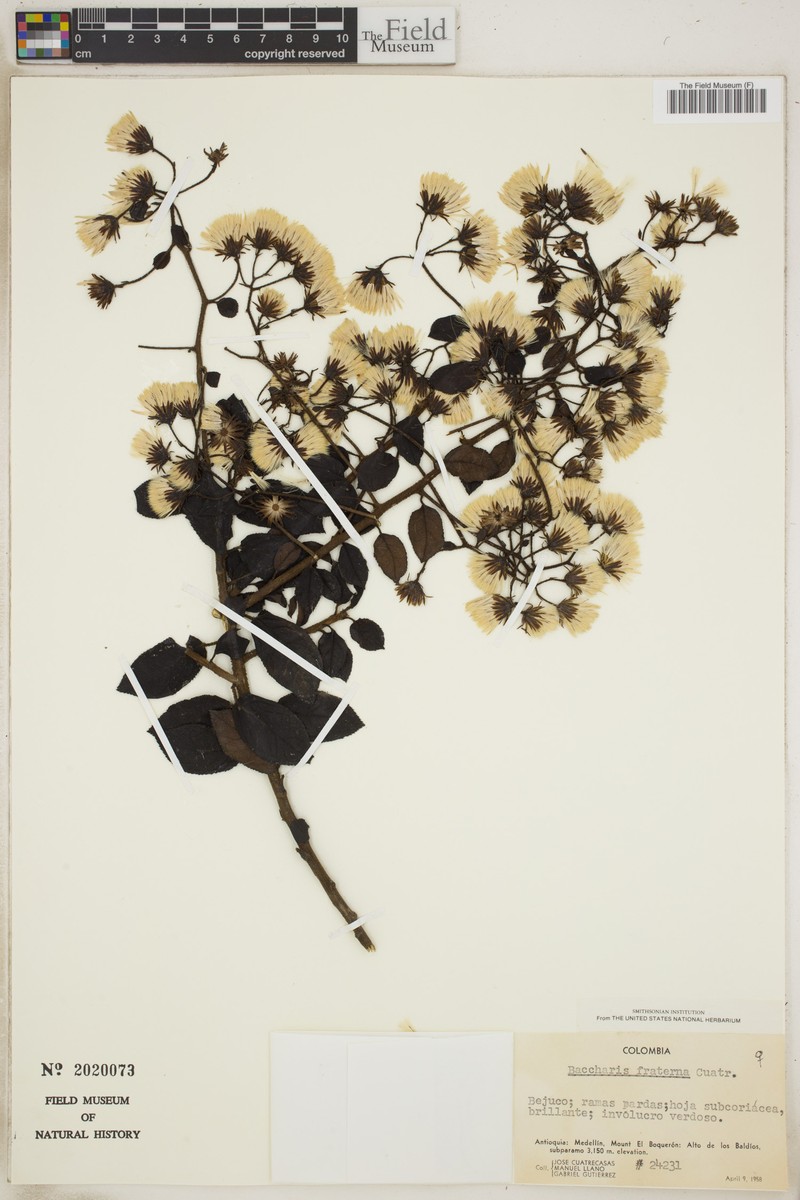 Baccharis fraterna