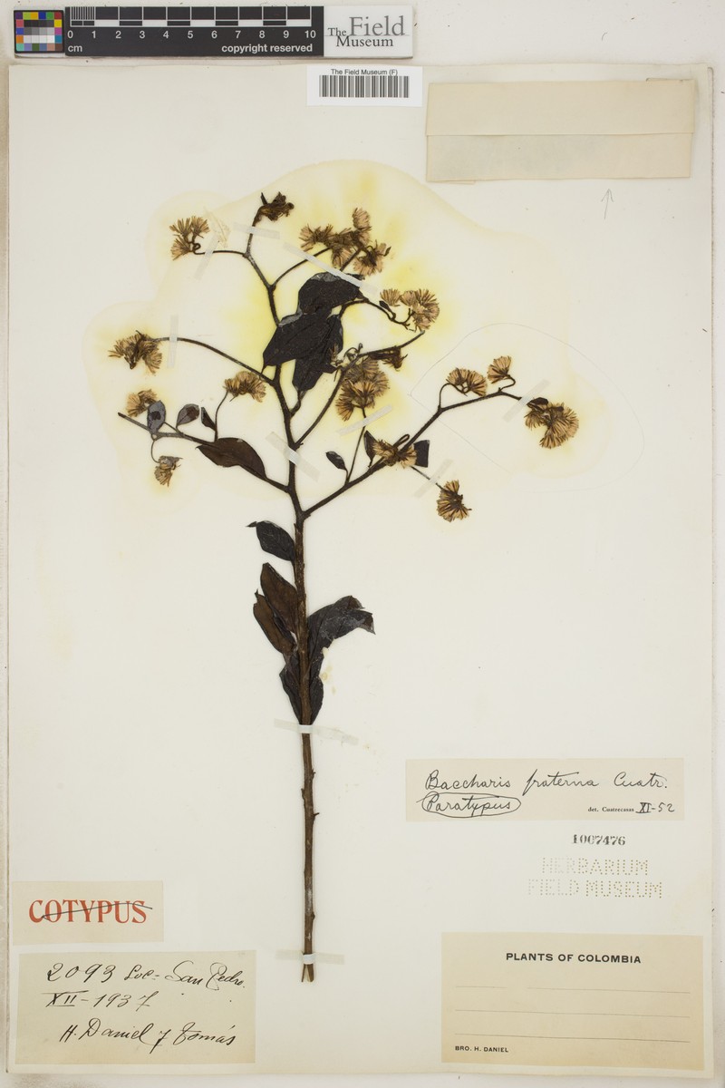 Baccharis fraterna photo 3