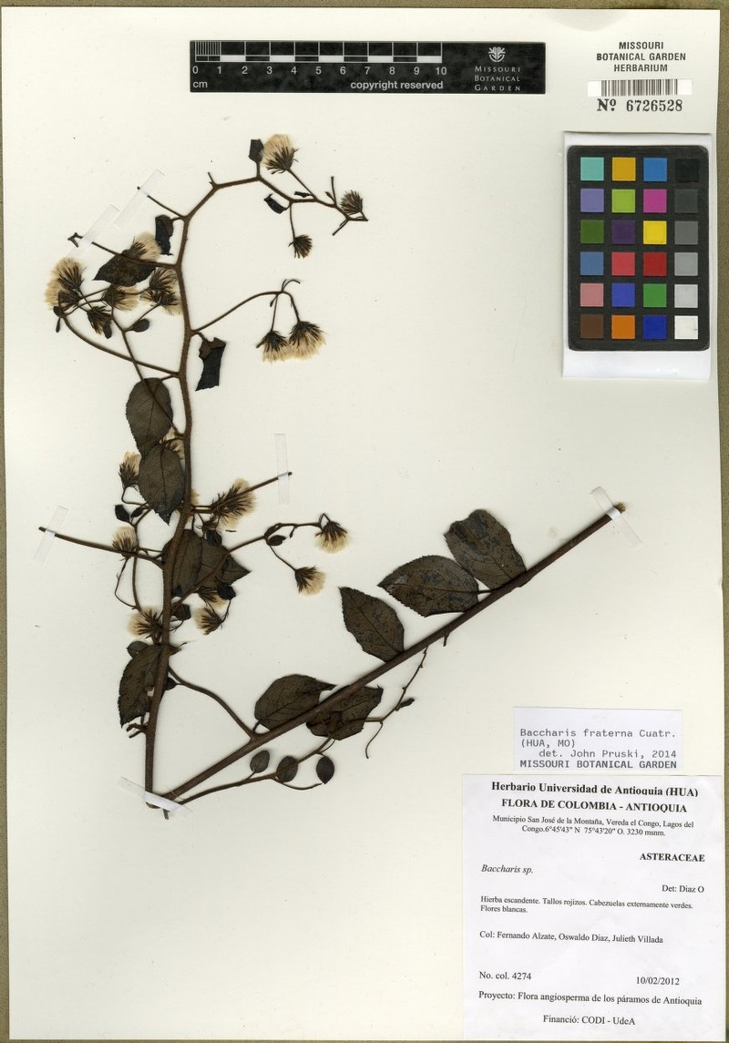Baccharis fraterna photo 4