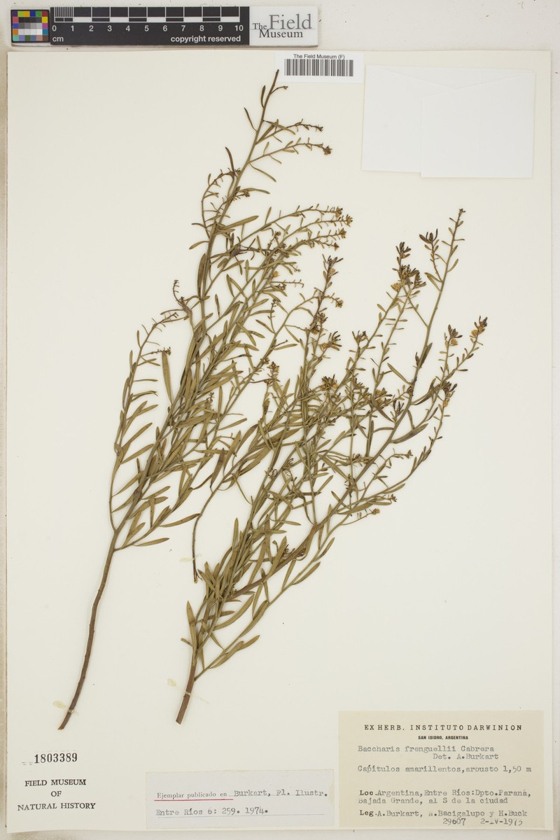 Baccharis frenguellii photo 4