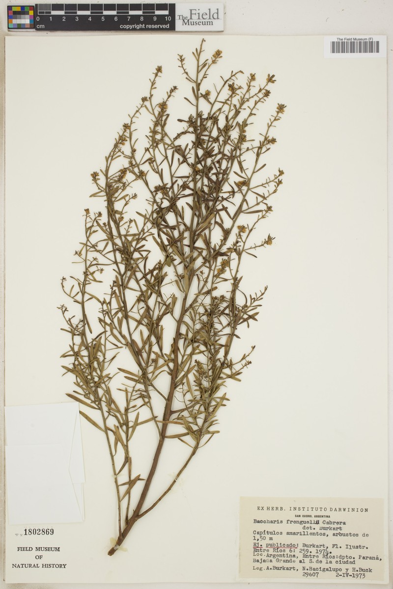 Baccharis frenguellii photo 5