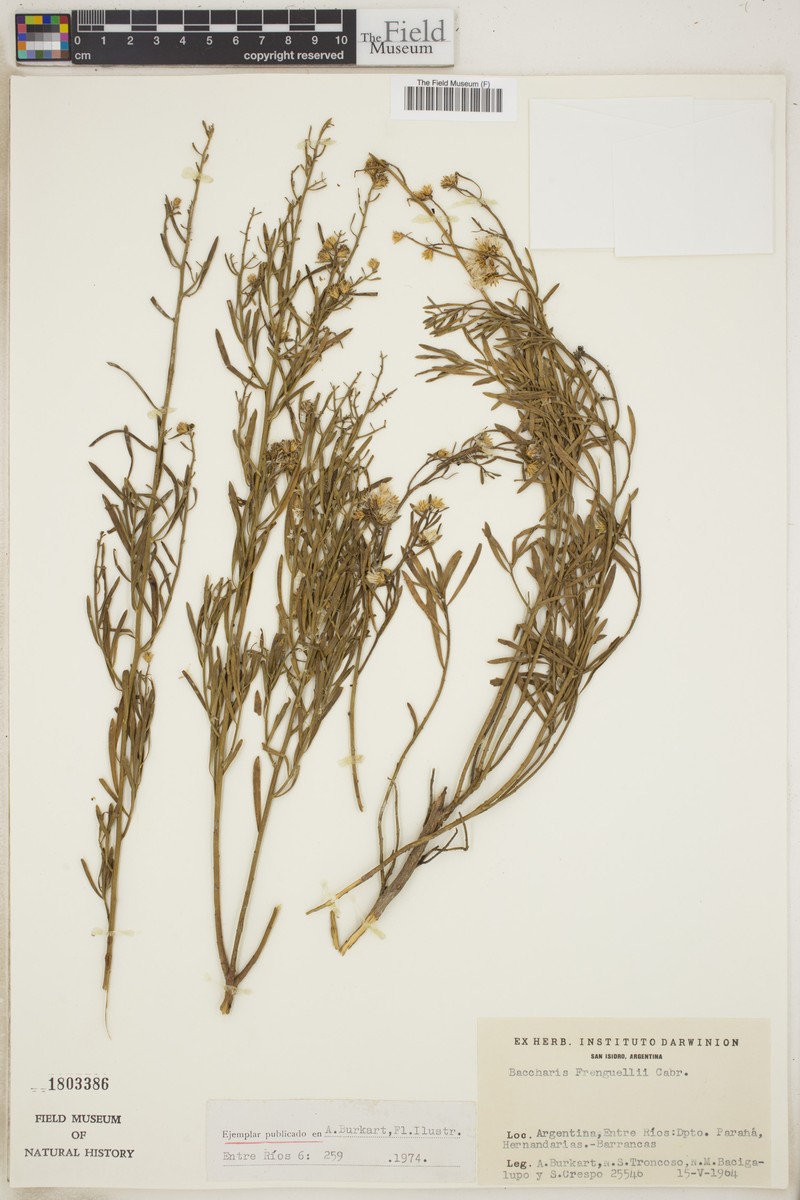 Baccharis frenguellii photo 6