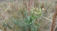 Baccharis frenguellii
