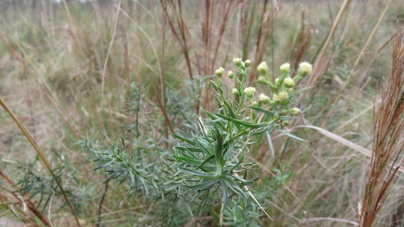 Baccharis frenguellii