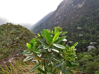 Baccharis friburgensis