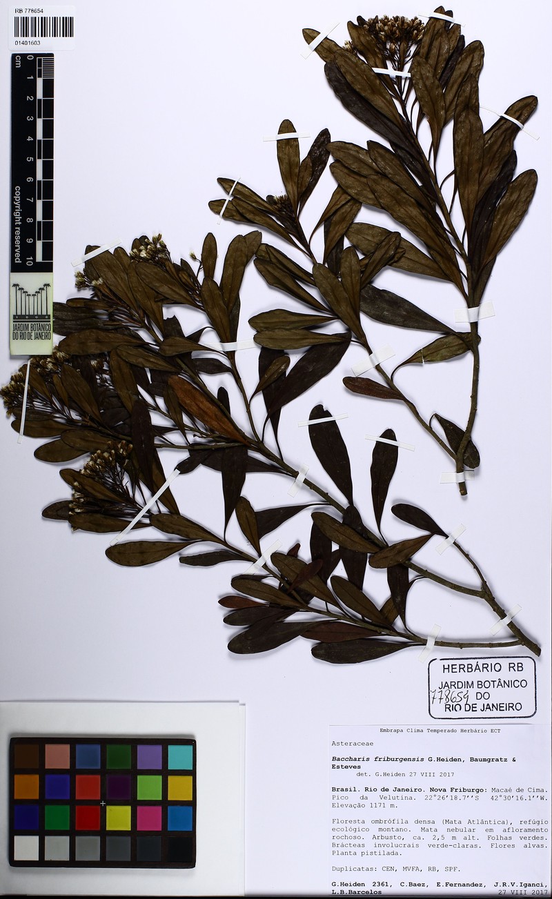 Baccharis friburgensis photo 3