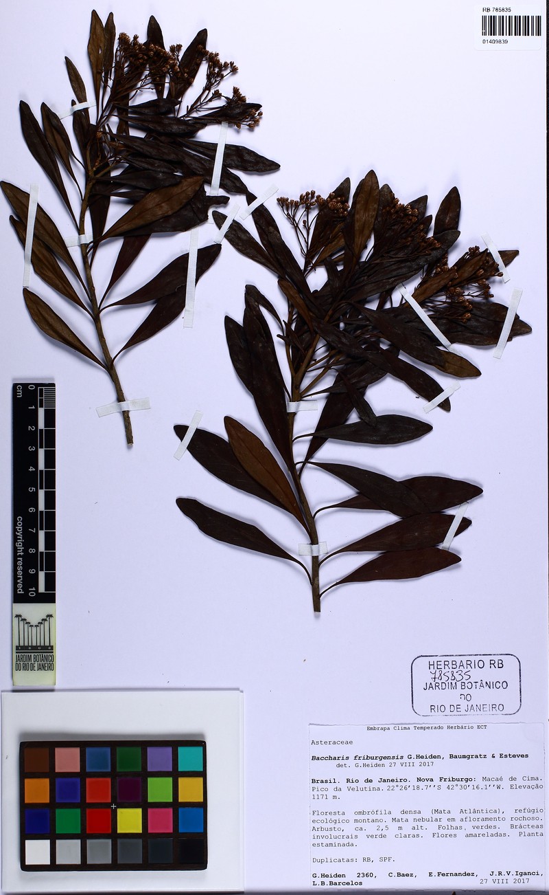 Baccharis friburgensis photo 4