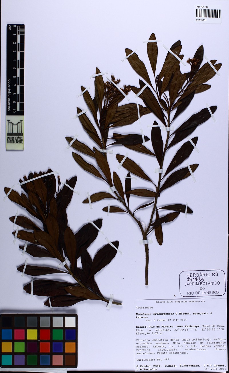 Baccharis friburgensis photo 5