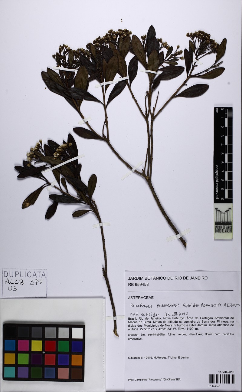 Baccharis friburgensis photo 6