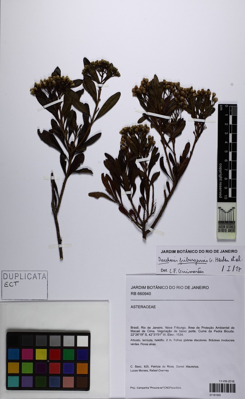 Baccharis friburgensis photo 7