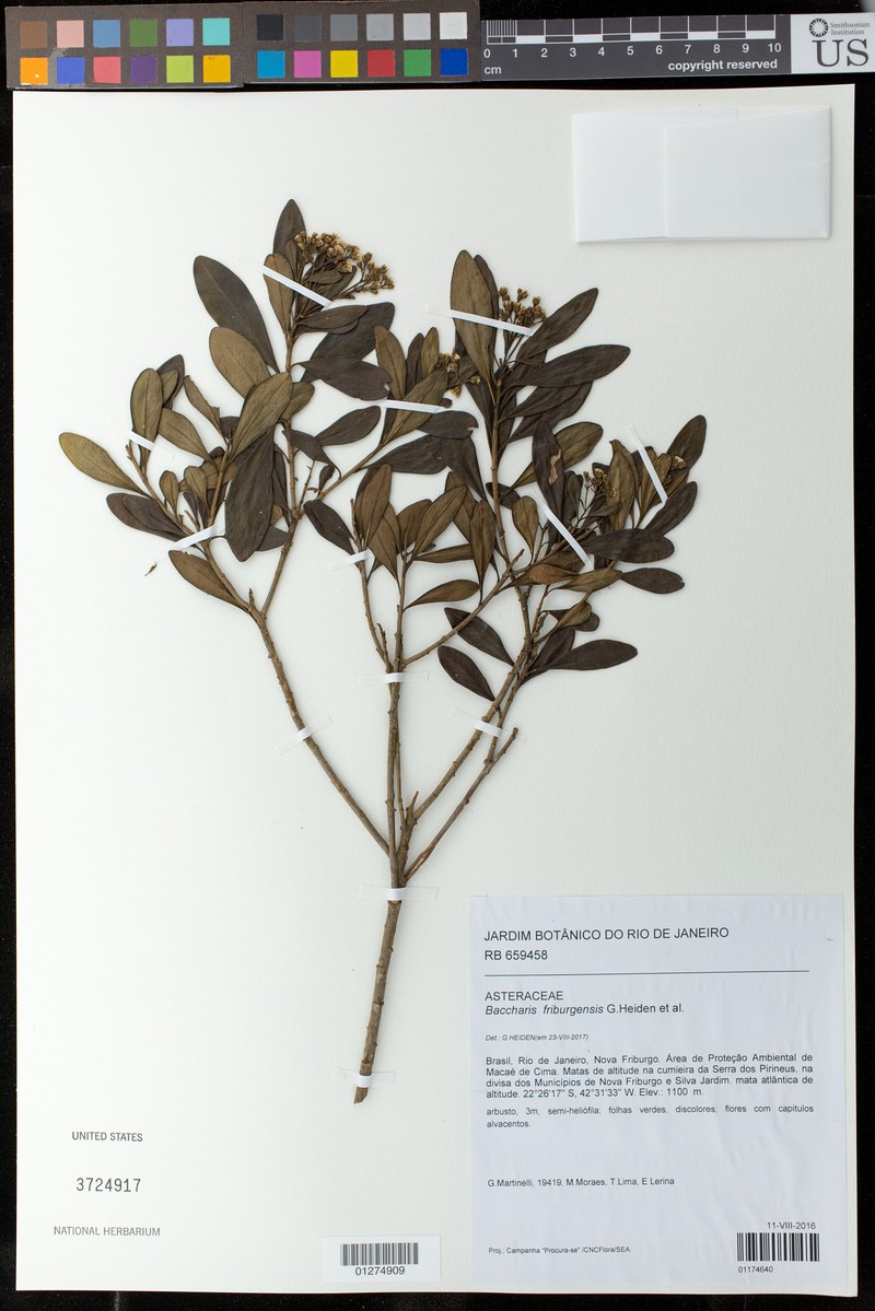 Baccharis friburgensis photo 8
