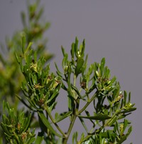 Baccharis funkiae