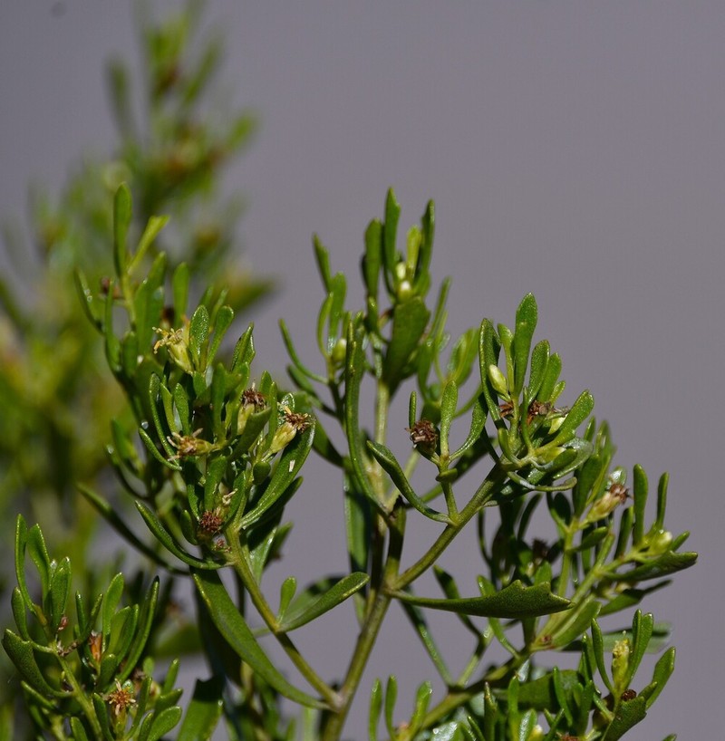 Baccharis funkiae