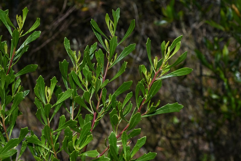 Baccharis funkiae photo 4