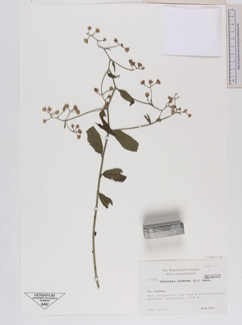 Baccharis fusca
