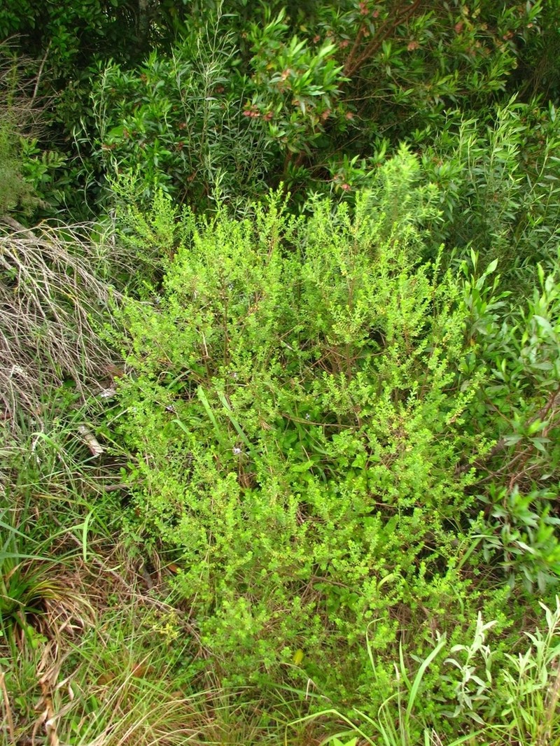 Baccharis gaucha