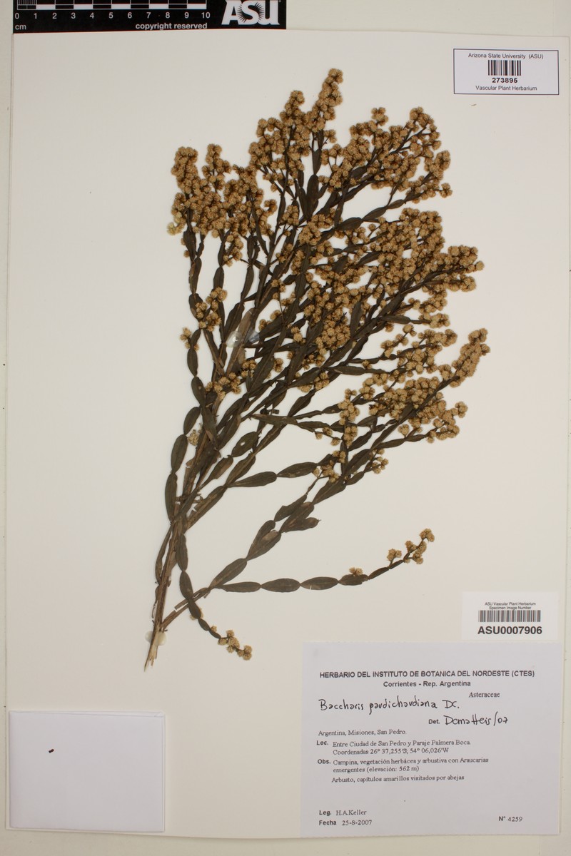 Baccharis gaudichaudiana