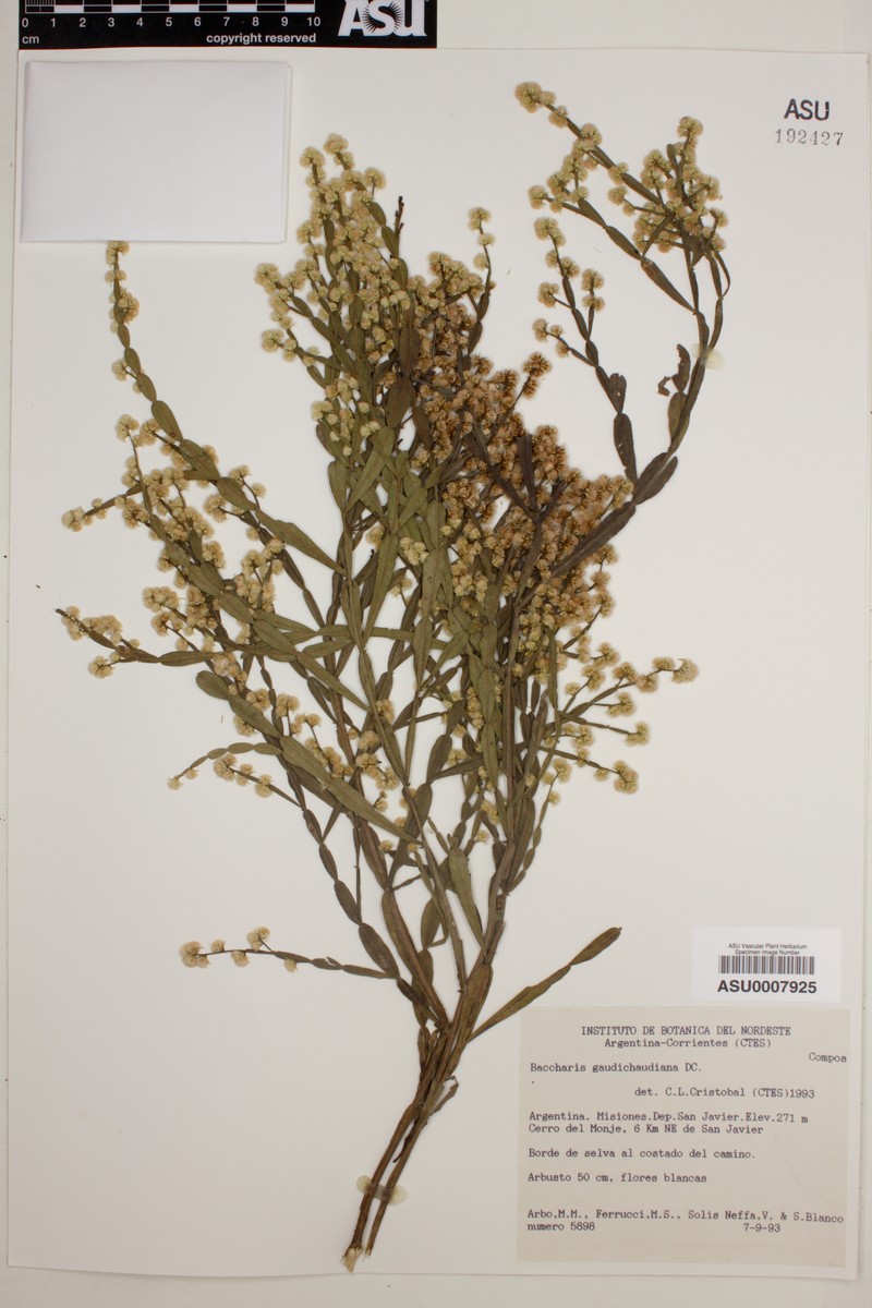 Baccharis gaudichaudiana photo 2