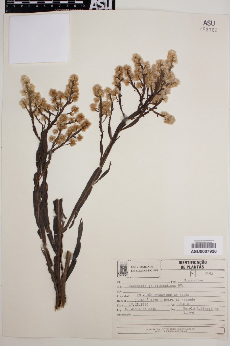 Baccharis gaudichaudiana photo 3
