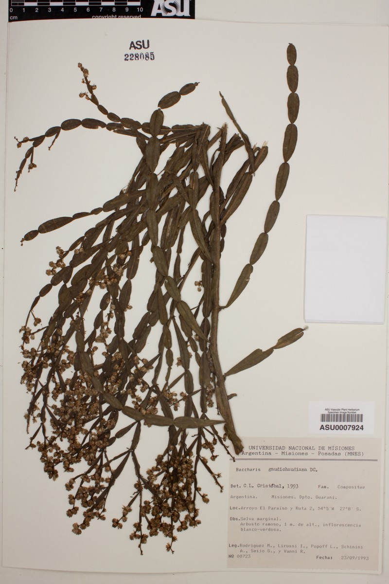 Baccharis gaudichaudiana photo 4