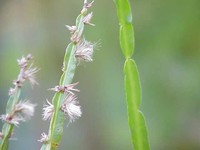 Baccharis genistelloides