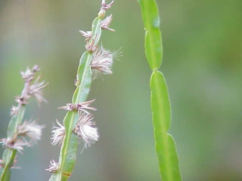 Baccharis genistelloides