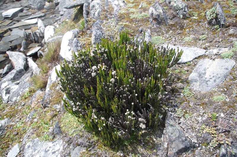 Baccharis genistelloides photo 2
