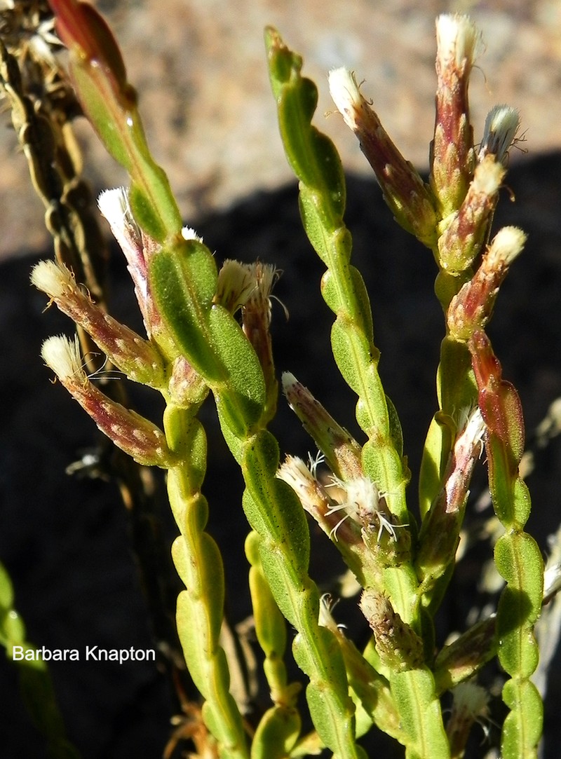 Baccharis genistelloides photo 3