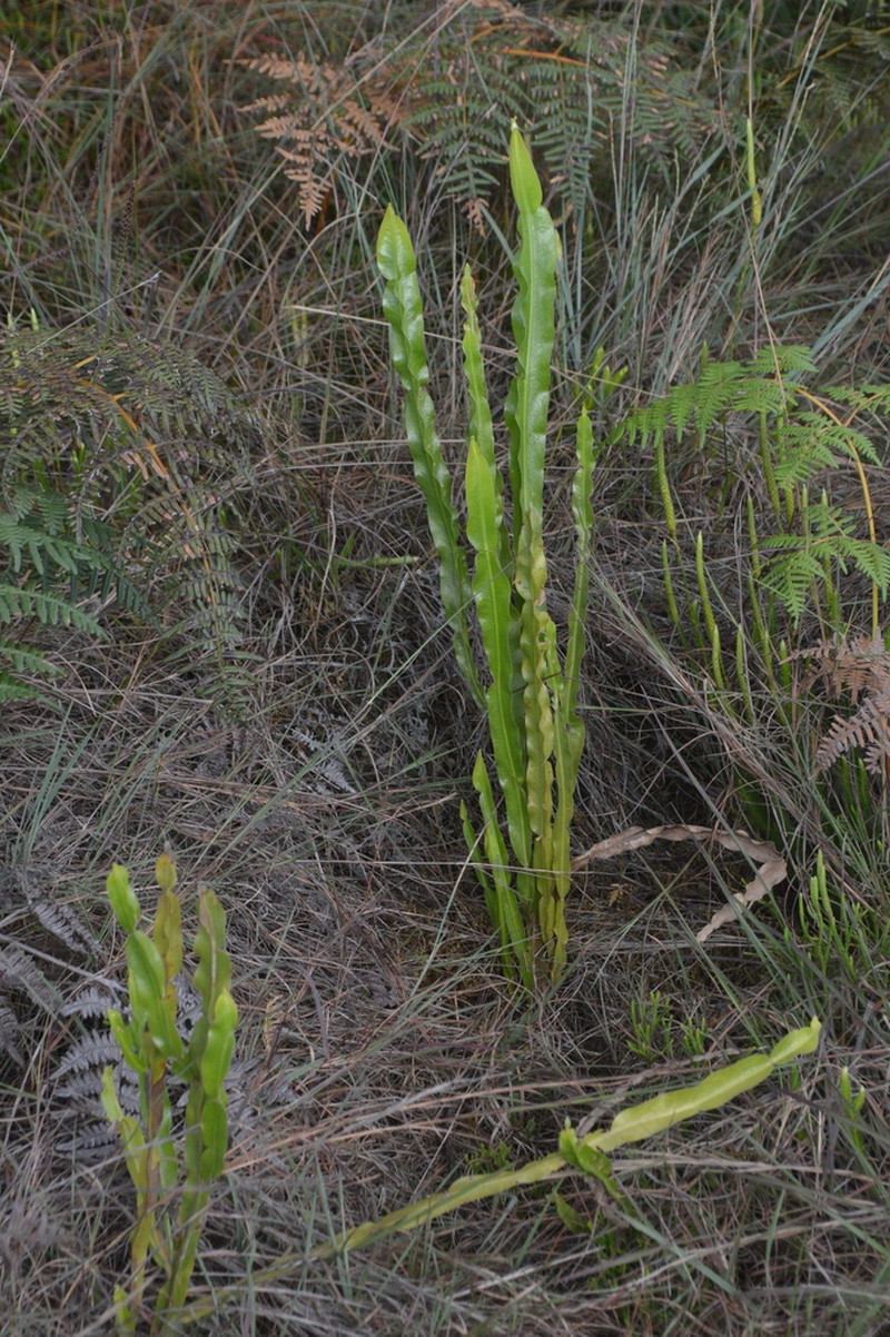 Baccharis genistelloides photo 4