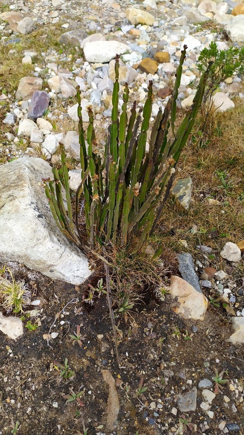 Baccharis genistelloides photo 5