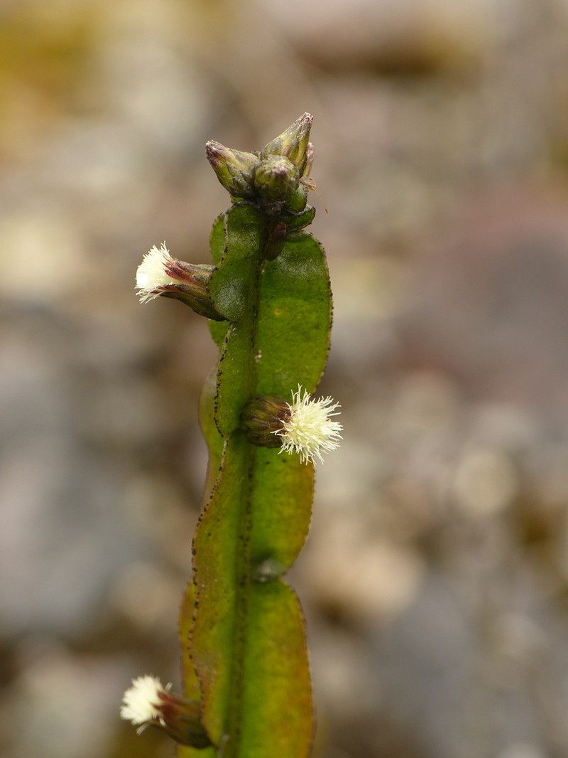 Baccharis genistelloides photo 6