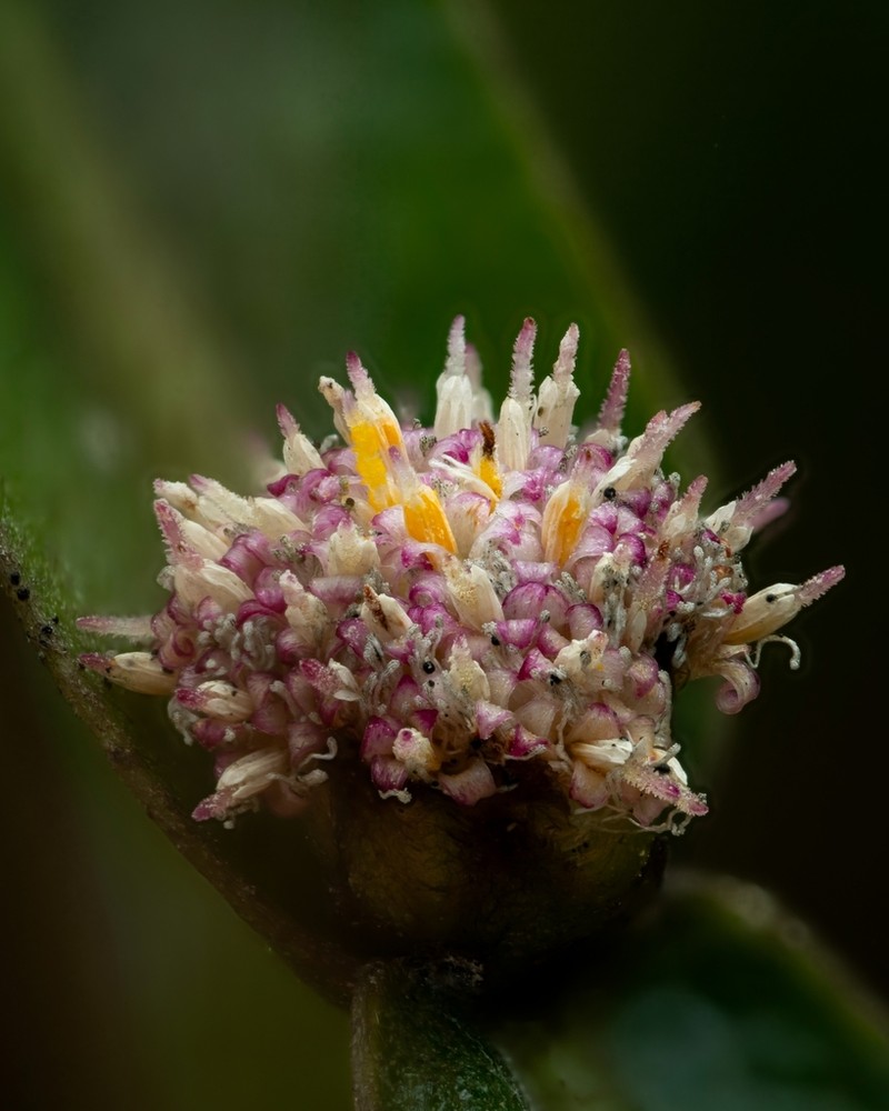 Baccharis genistelloides photo 7