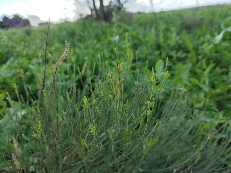 Baccharis genistifolia photo 2