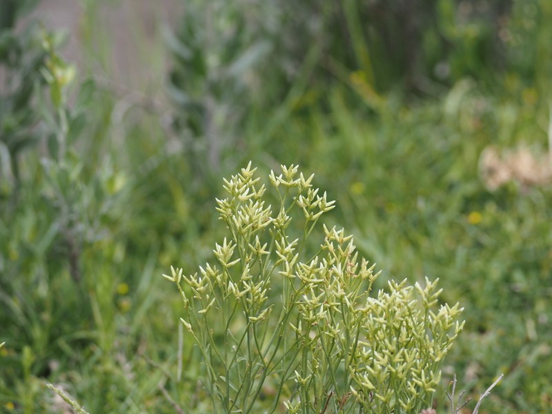 Baccharis genistifolia photo 3