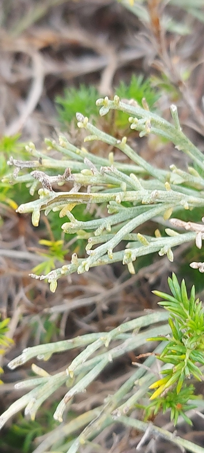 Baccharis genistifolia photo 4